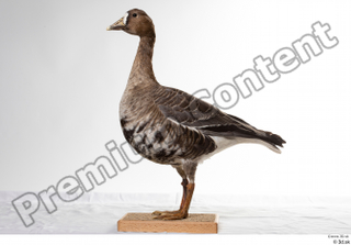 Greater white-fronted goose Anser albifrons whole body 0001.jpg